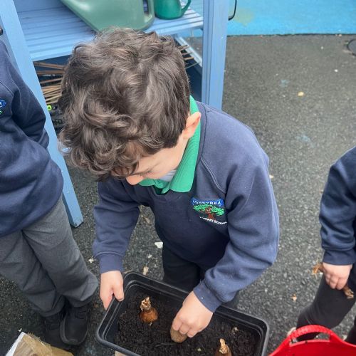 Planting Daffodil Bulbs