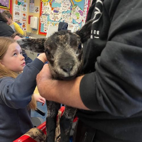 Khloe visits Yr5 .... baa 🐑