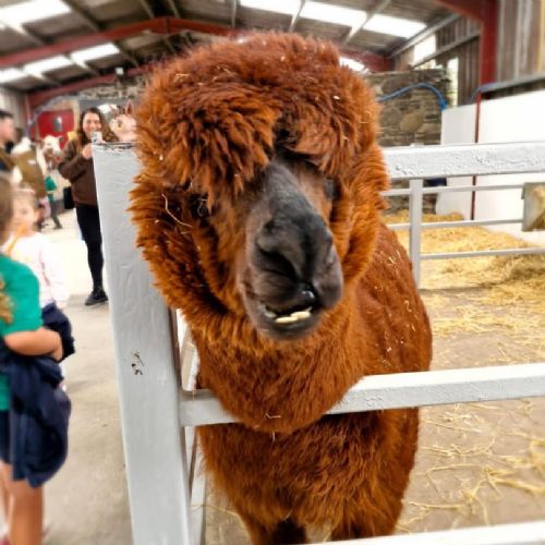Yr1 Ark Farm Trip