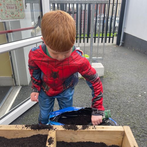 Planting Crocuses and Tulips