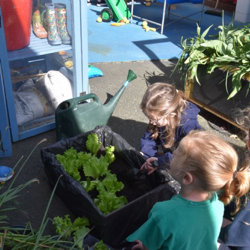 Yr2 Gardeners try Lettuce Planting