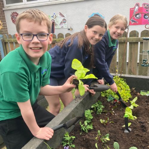Yr6 Budding Farmers