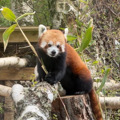 Highland Wildlife Park